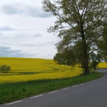 pola